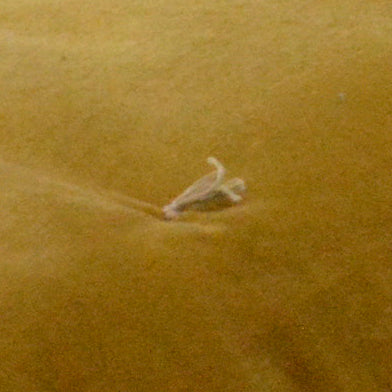 Luxury Golden Mustard Velvet Bed Runner/throw